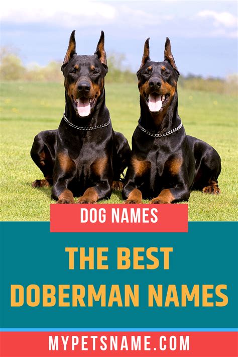 popular doberman names